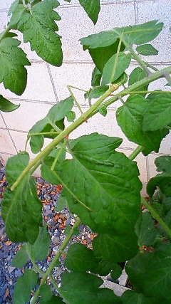 ���炯������