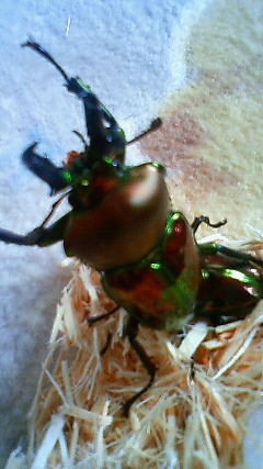 ���炯������