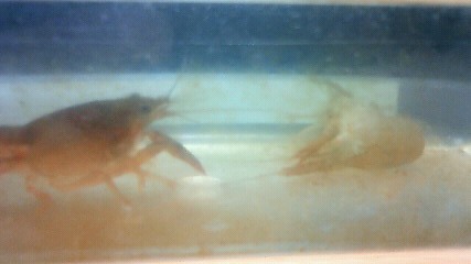 ���炯������