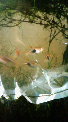 ���炯������