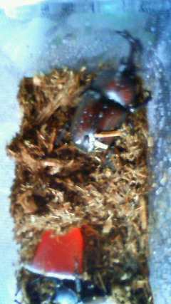 ���炯������