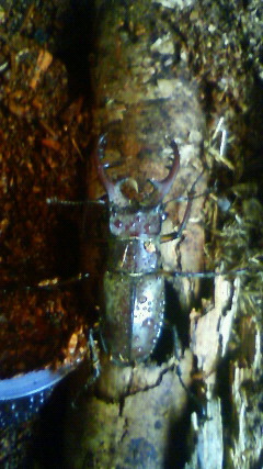 ���炯������