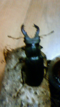 ���炯������