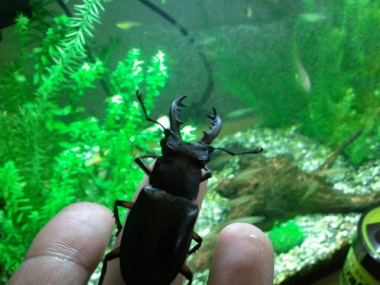 ���炯������