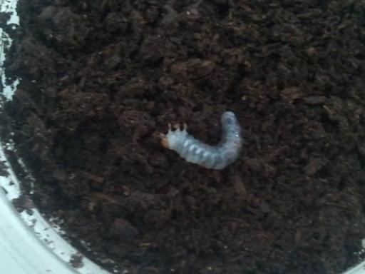 ���炯������