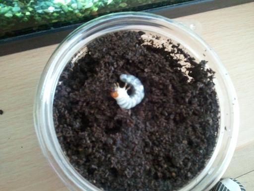 ���炯������