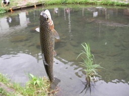 ���Ⴀ�o�C�N�ōs���΁H