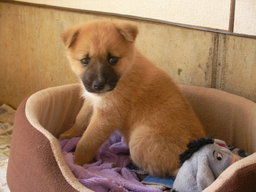 ���Ⴀ�o�C�N�ōs���΁H