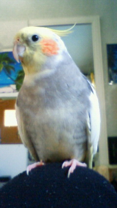 ���Ⴀ�o�C�N�ōs���΁H