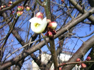 ���΂������̃I�J�V�i���L