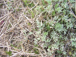 ���΂������̃I�J�V�i���L