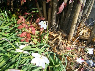 ���΂������̃I�J�V�i���L