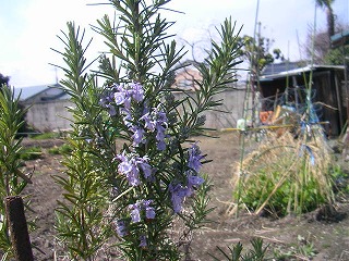 ���΂������̃I�J�V�i���L