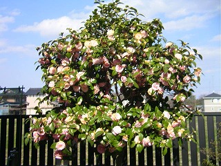 ���΂������̃I�J�V�i���L