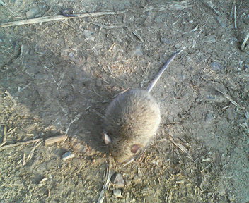 �{���Č����L