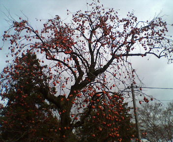 �{���Č����L