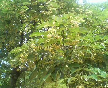 �{���Č����L