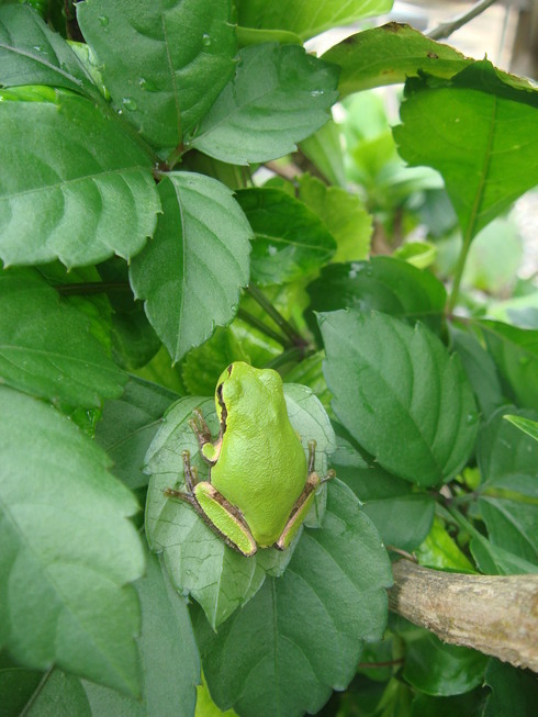 �{���Č����L