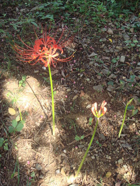 �{���Č����L