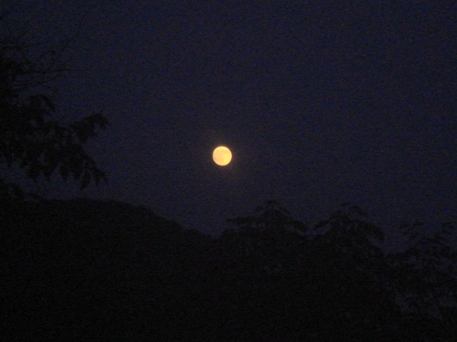 �{���Č����L