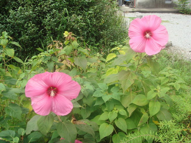 �{���Č����L