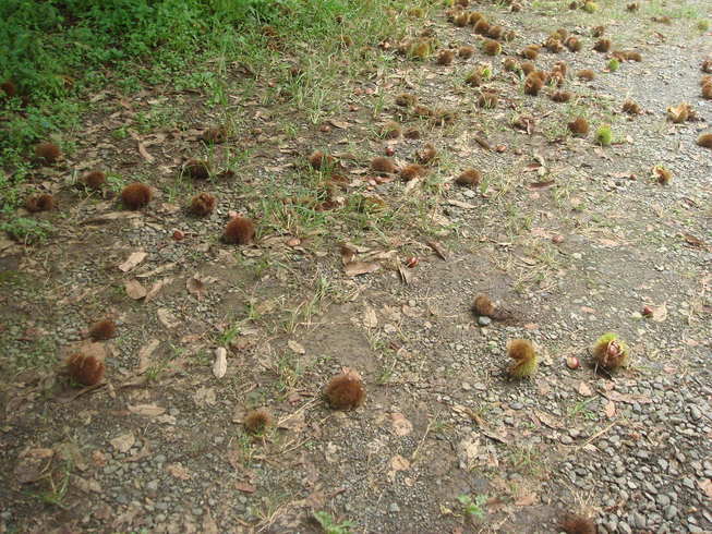 �{���Č����L