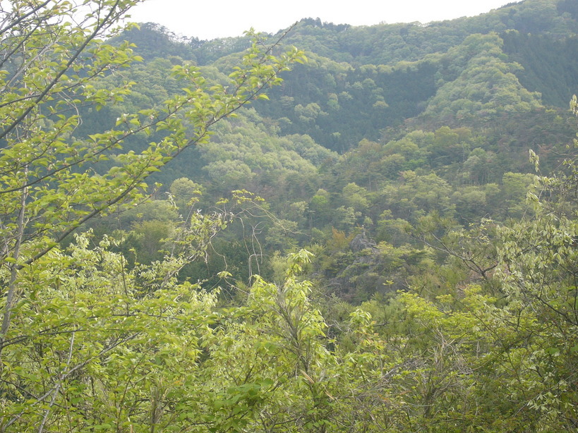 �{���Č����L