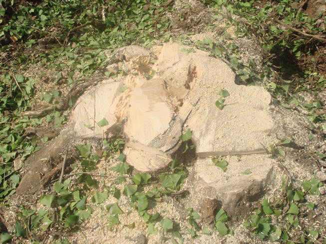 �{���Č����L