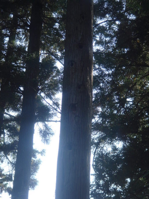 �{���Č����L