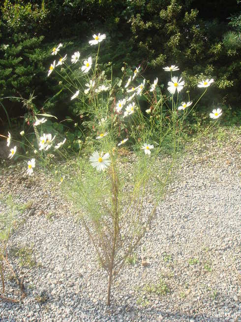 �{���Č����L