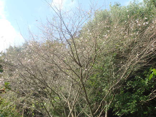 �{���Č����L