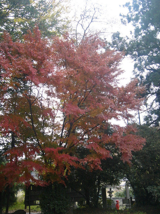 �{���Č����L