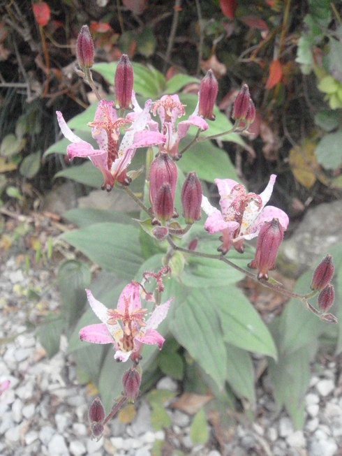 �{���Č����L