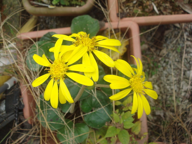 �{���Č����L