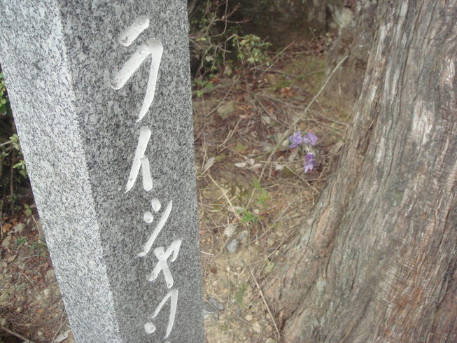 �{���Č����L