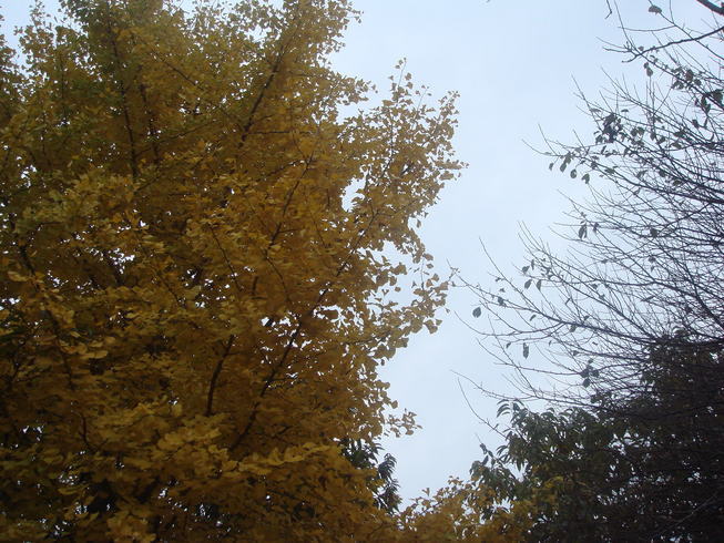 �{���Č����L