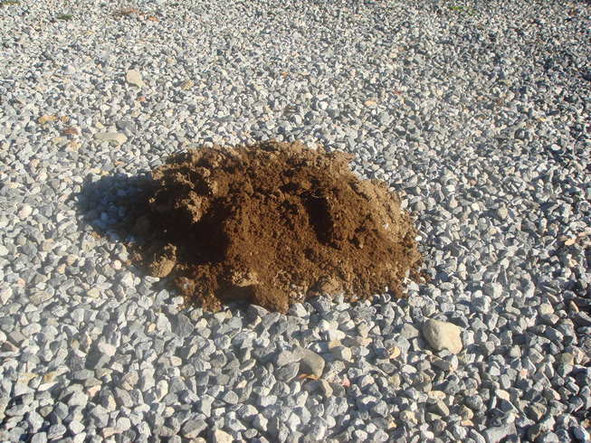 �{���Č����L