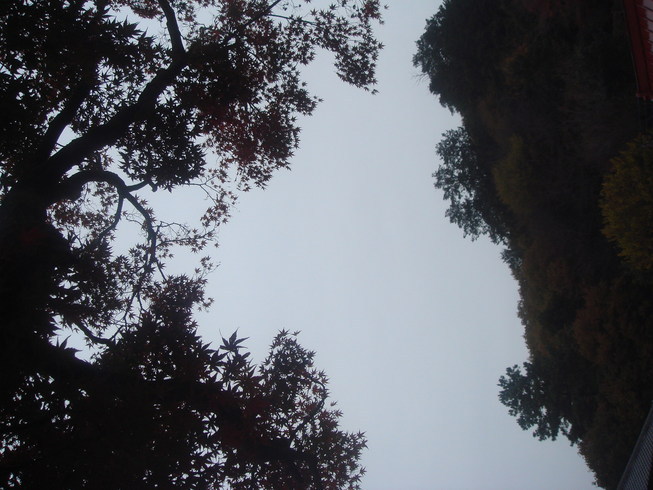 �{���Č����L