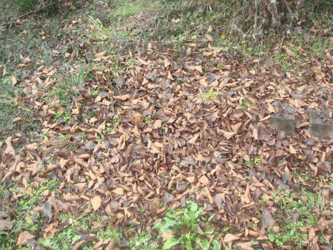 �{���Č����L