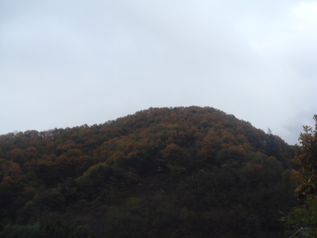 �{���Č����L