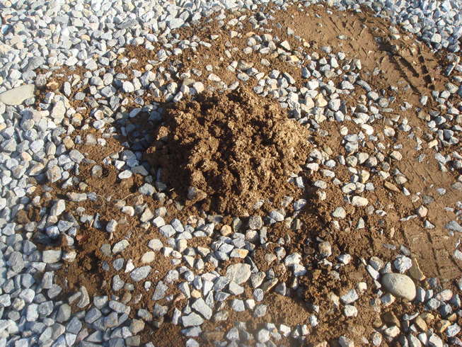 �{���Č����L