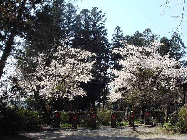 �{���Č����L