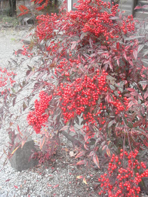 �{���Č����L