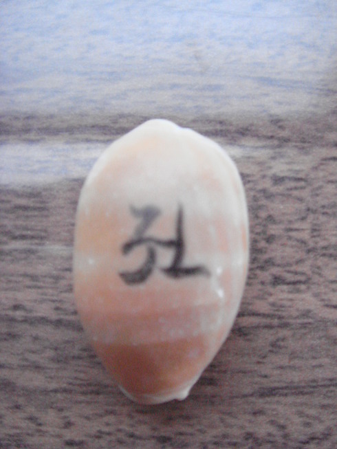 �{���Č����L