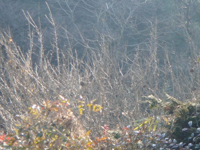 �{���Č����L