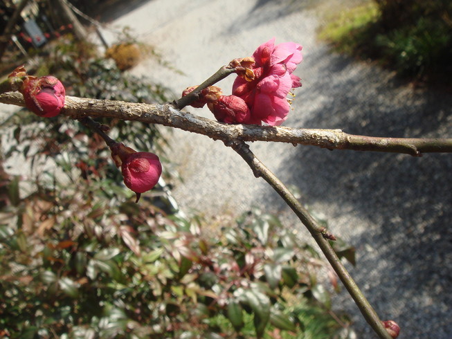 �{���Č����L