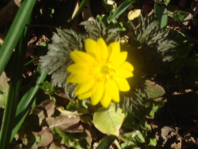 �{���Č����L