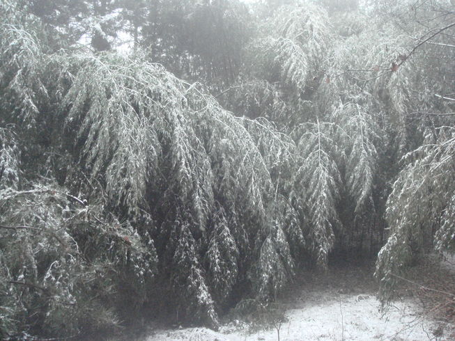 �{���Č����L