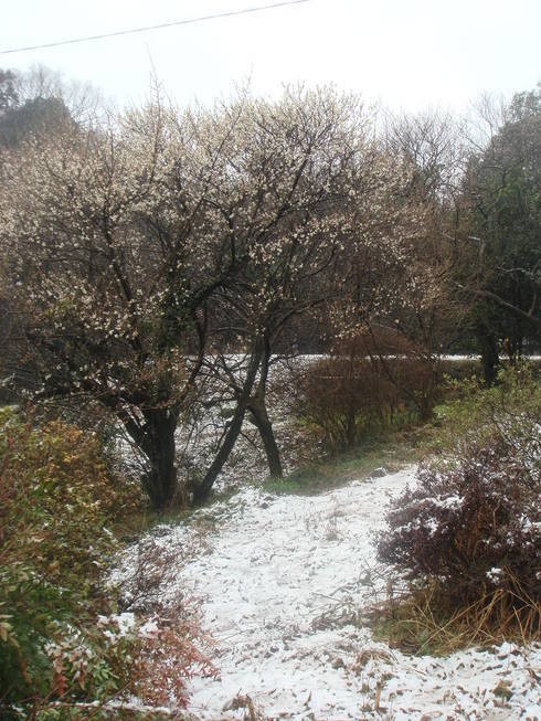 �{���Č����L