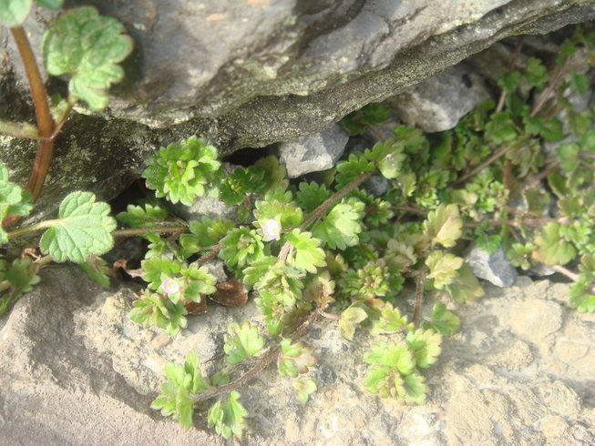 �{���Č����L